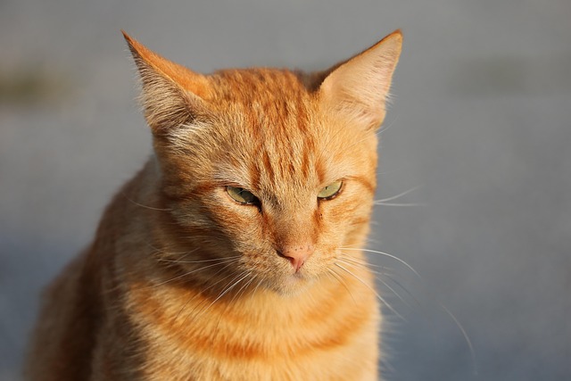 cute-orange-cats-640x480-47187730.jpeg