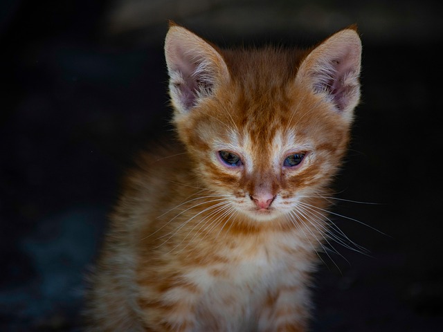Cute Orange Cats