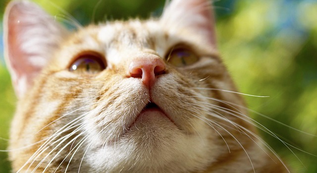 Cute Orange Cats