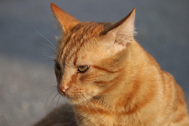Cute Orange Cats