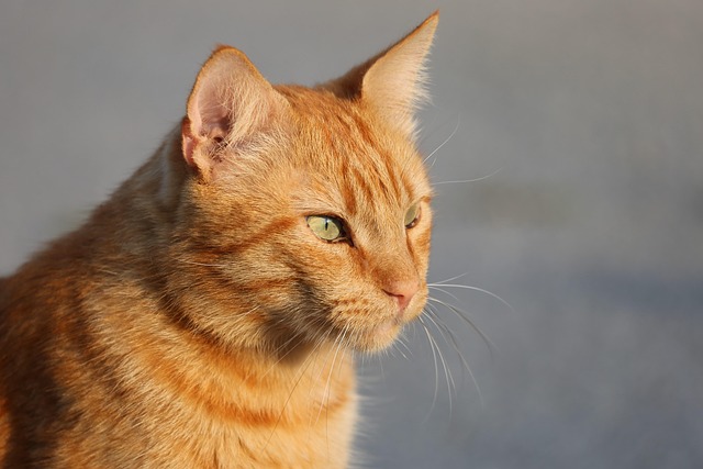 Cute Orange Cats