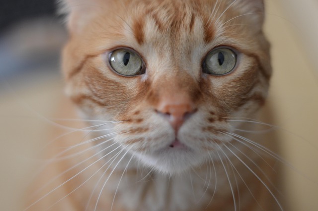Cute Orange Cats