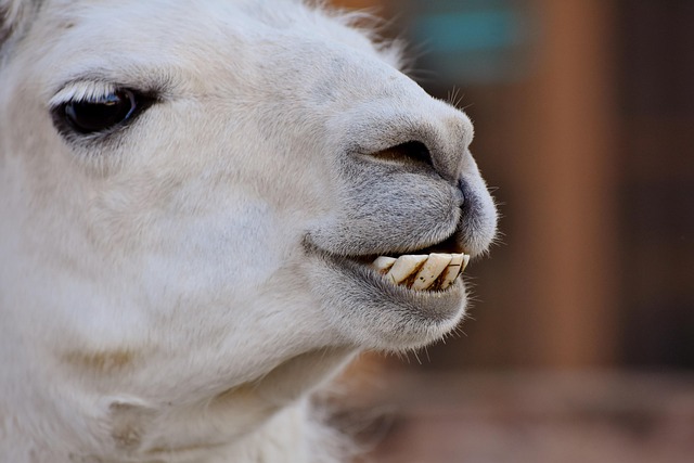 dentures dentistry
