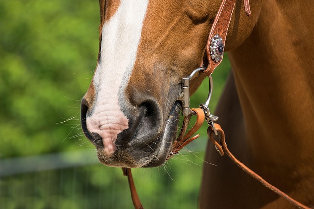 dentures dentistry