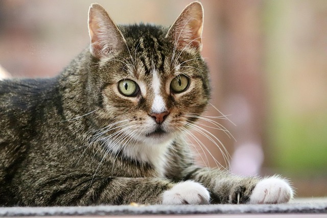 Domestic Cats