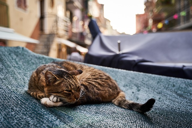 Domestic Cats