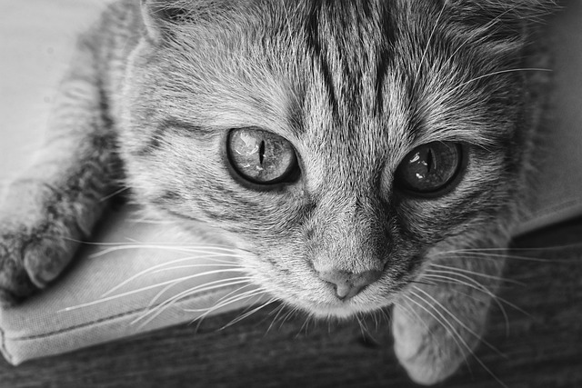 Domestic Cats