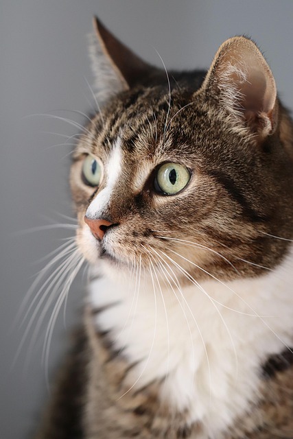 Domestic Cats