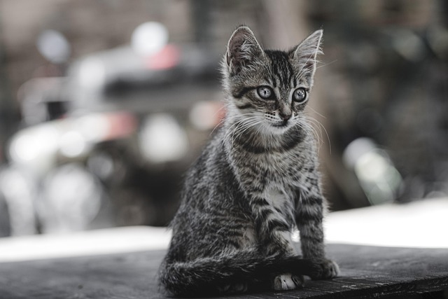 Domestic Cats