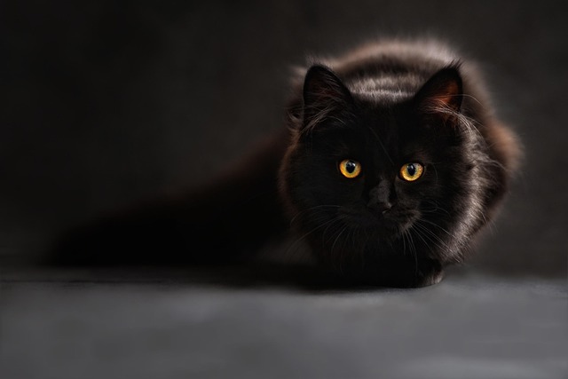 Domestic Cats