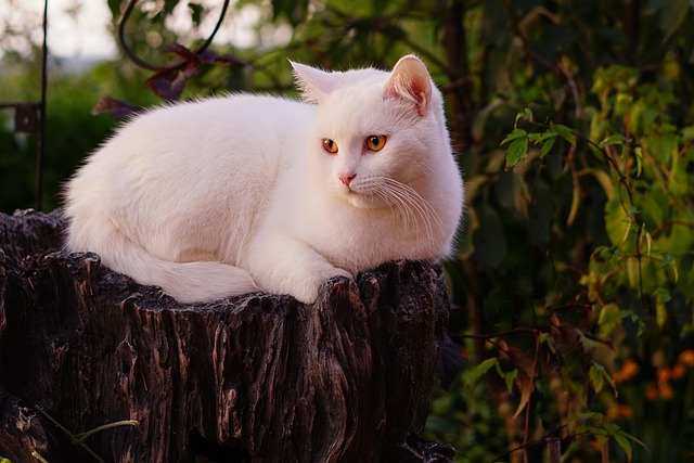 Domestic Cats
