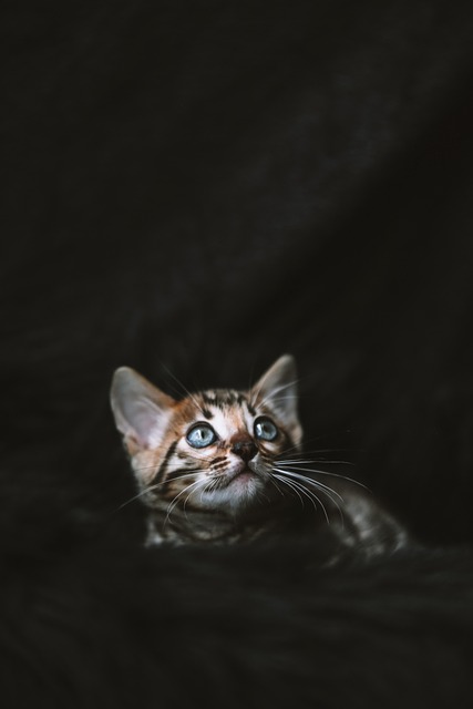 Domestic Cats