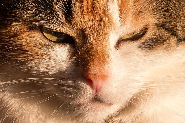 Domestic Cats