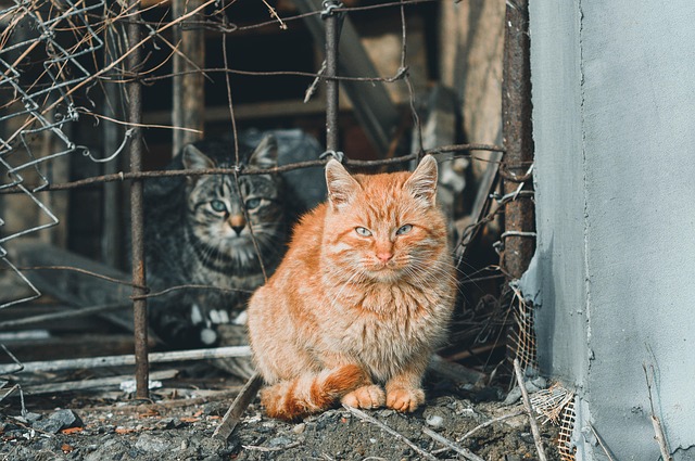 Domesticated Orange Tabbies