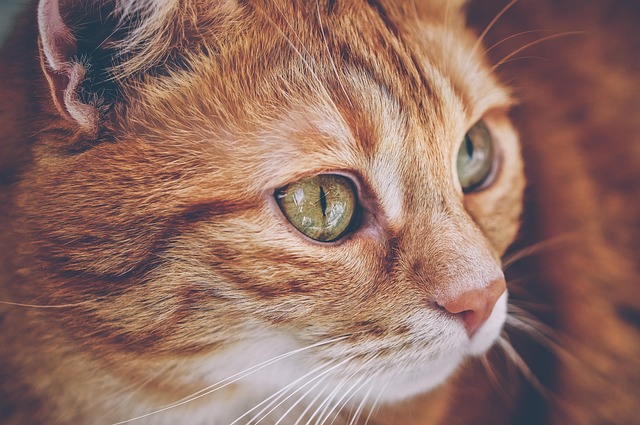 Domesticated Orange Tabbies