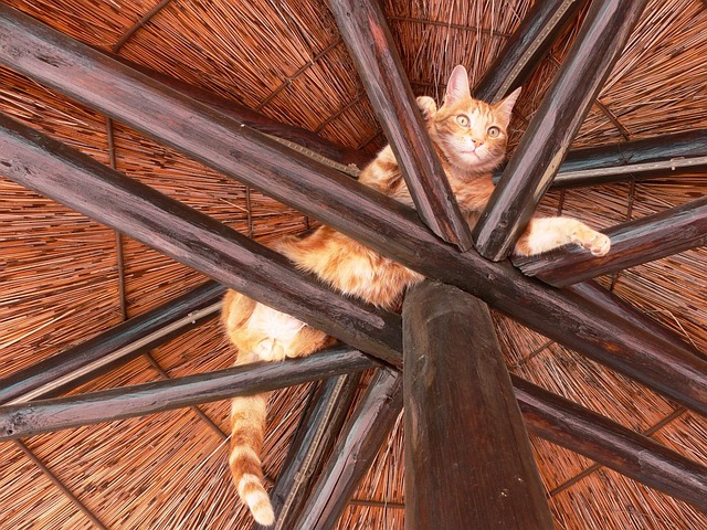 Domesticated Orange Tabbies