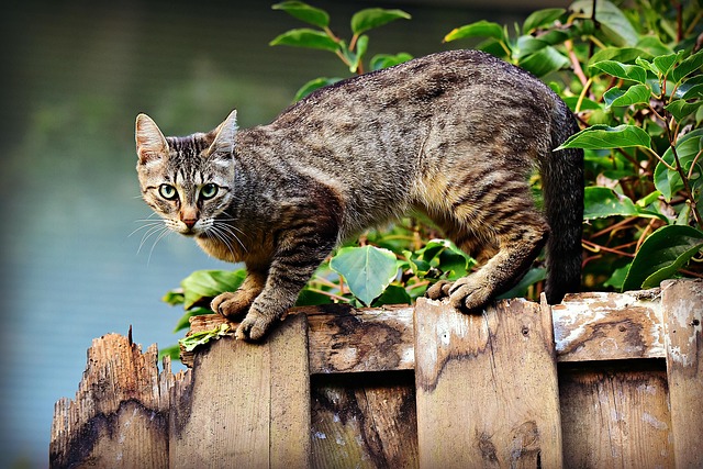 Domesticated Tabby Cats