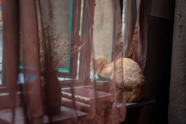 Domesticated Tabby Cats