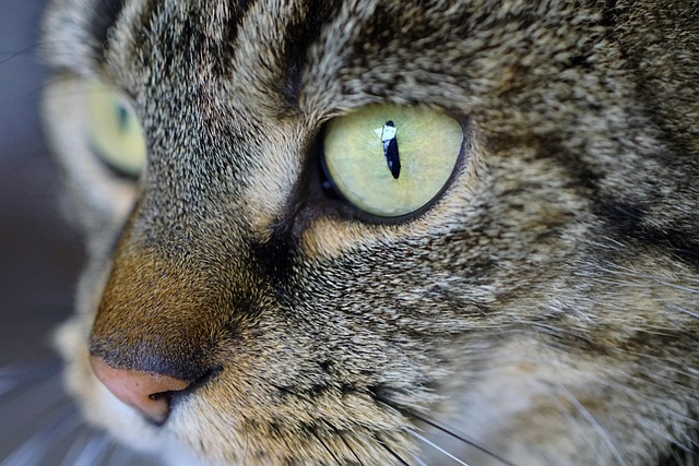 Domesticated Tabby Cats