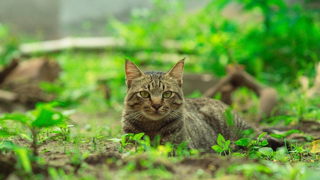 domesticated-tabby-cats-640x480-3381343.jpeg