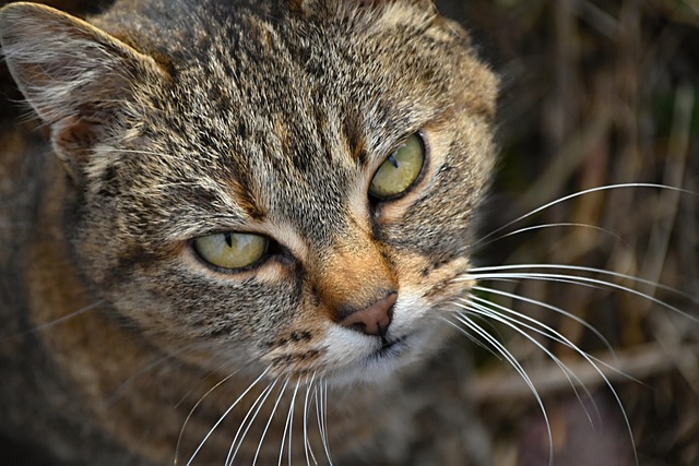 Domesticated Tabby Cats