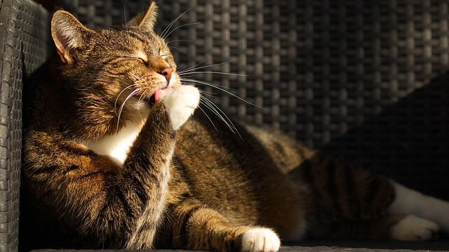 Domesticated Tabby Cats