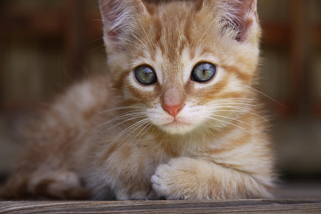 Ginger Cats
