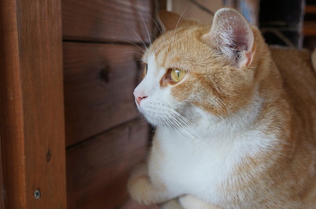 Ginger Cats