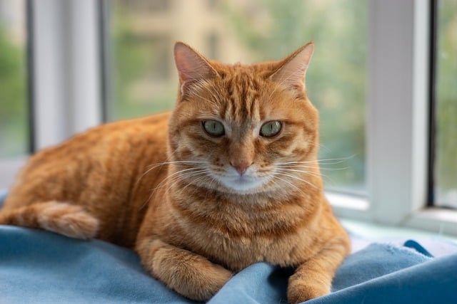 Ginger Cats