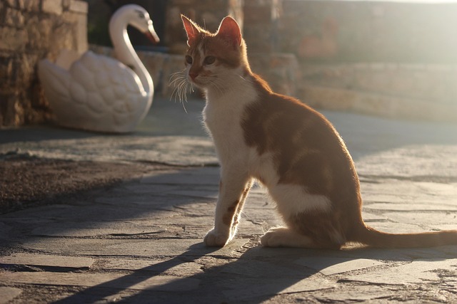 Ginger Cats