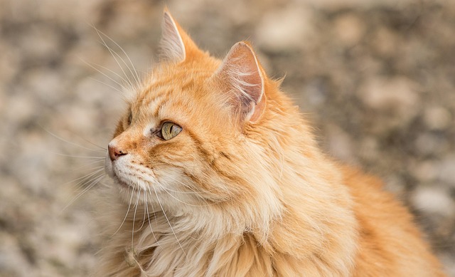 Ginger Cats