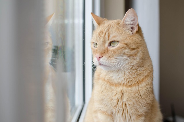 Ginger Cats