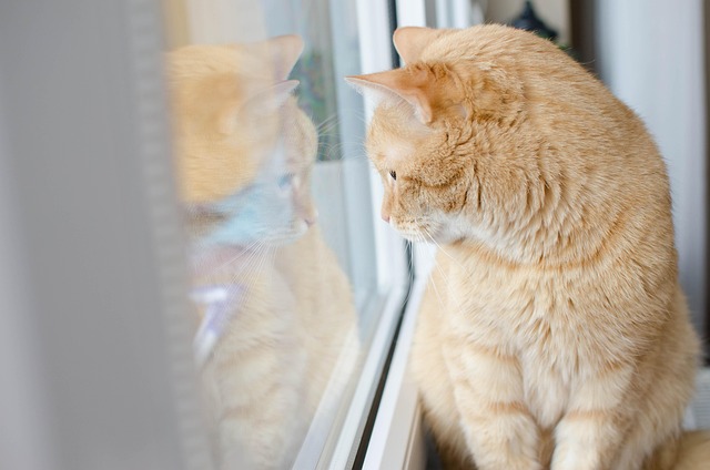 Ginger Cats