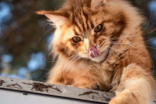 Ginger Cats