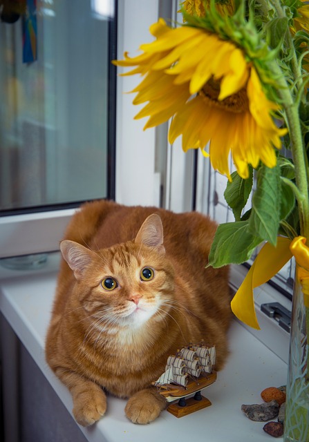 Ginger Cats