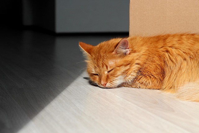 Ginger Cats
