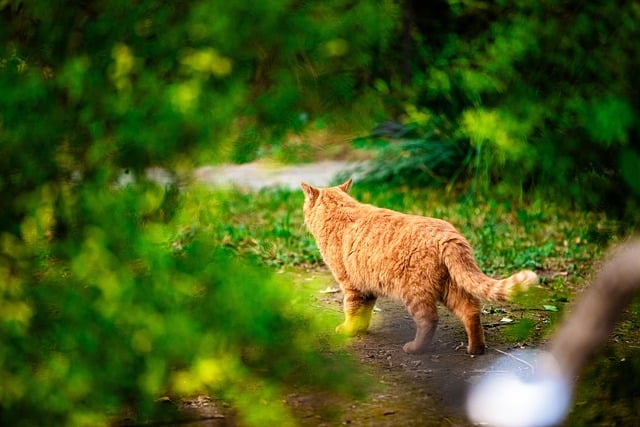 Ginger Cats