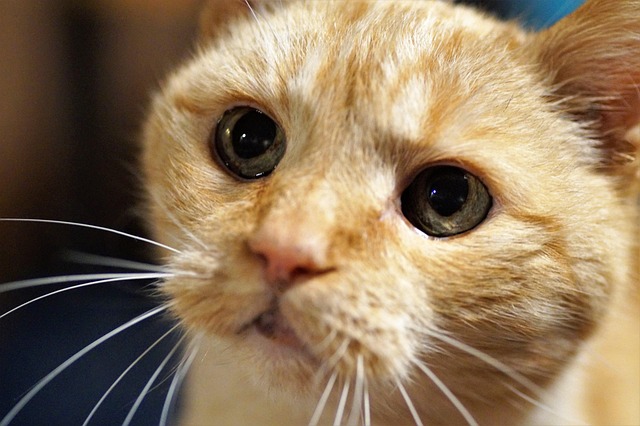 Ginger Cats