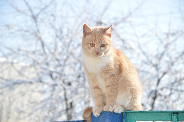Ginger Cats