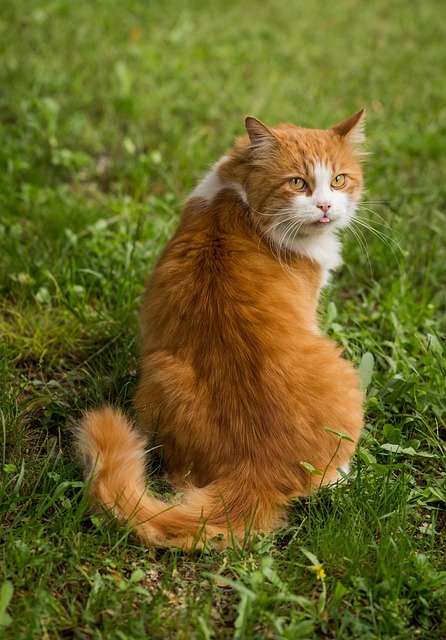 Ginger Cats