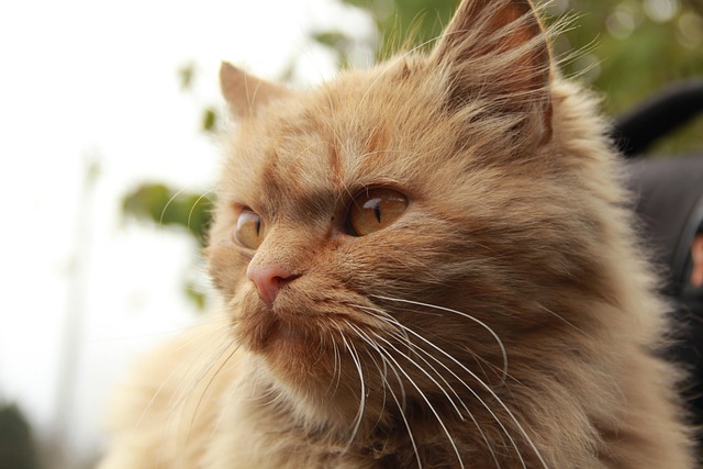 Ginger Kittens