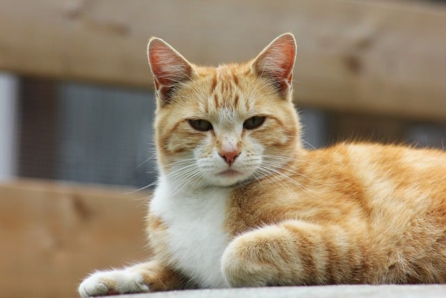Ginger Kittens