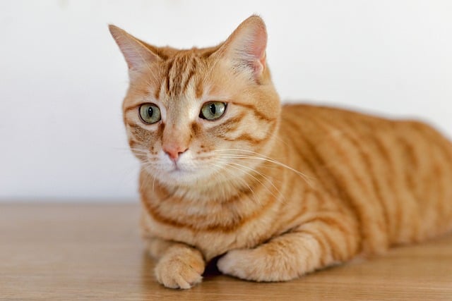 Ginger Kittens
