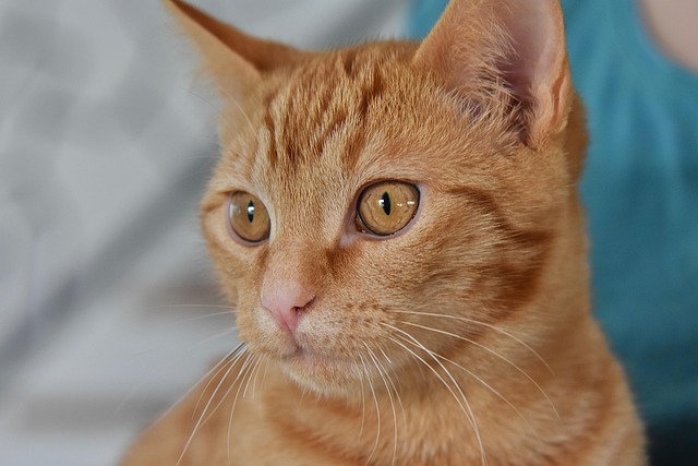 Ginger Kittens