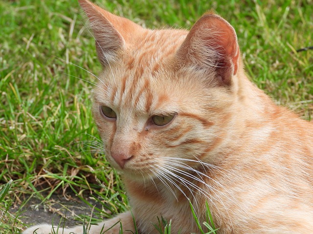 Ginger Kittens