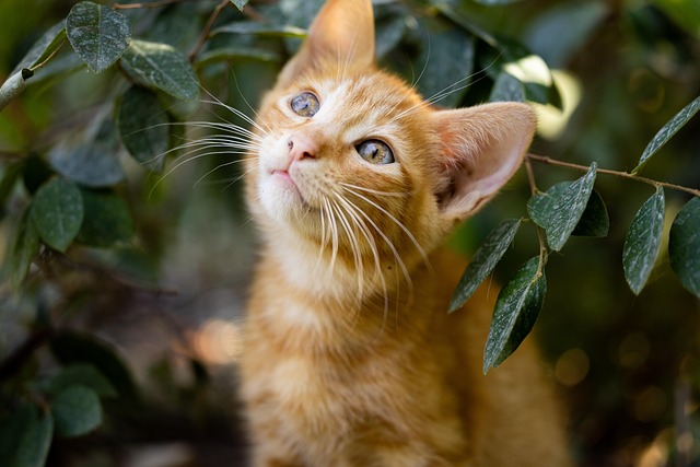 Ginger Kittens
