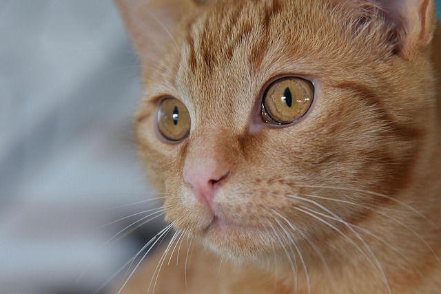 Ginger Kittens