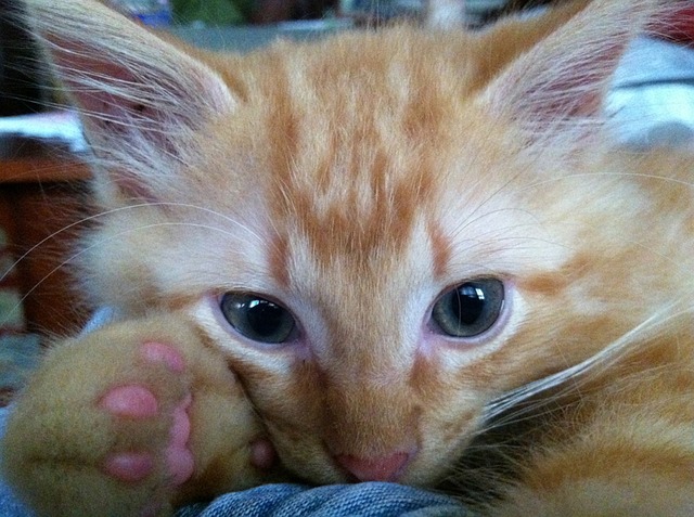 Ginger Kittens