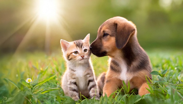 ginger-kittens-640x480-72298536.jpeg