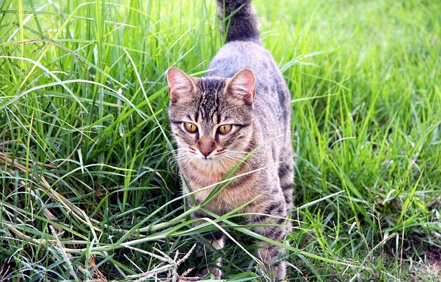 ginger-kittens-640x480-97162344.jpeg